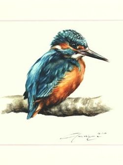 Eisvogel 01