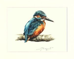 Eisvogel 01
