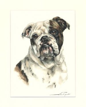 English Bulldog 01