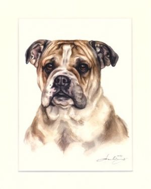 English Bulldog 02