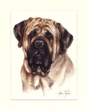 English Mastiff 01