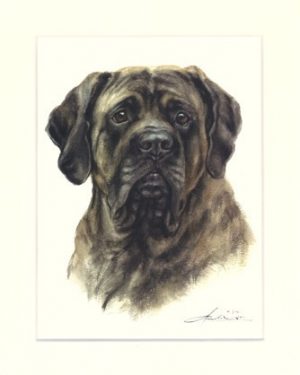 English Mastiff 02