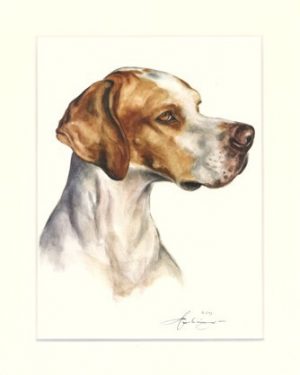 English Pointer 01