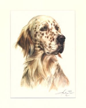 English Setter 01