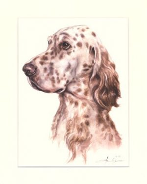 English Setter 02