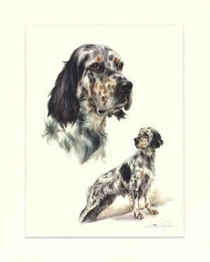 English Setter 03