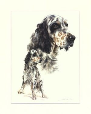 English Setter 04