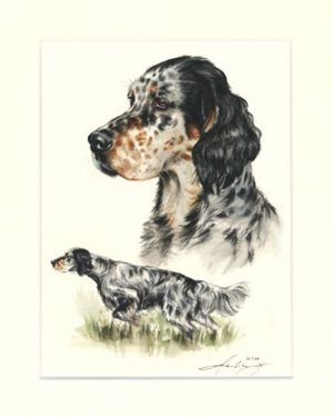 English Setter 05