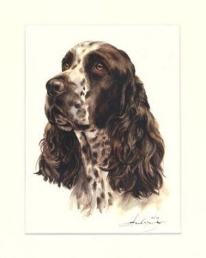 English Springer Spaniel 01