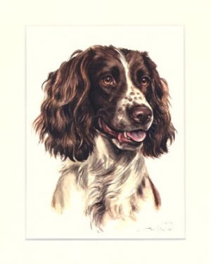 English Springer Spaniel 02