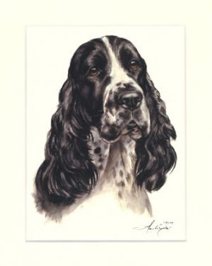 English Springer Spaniel 03
