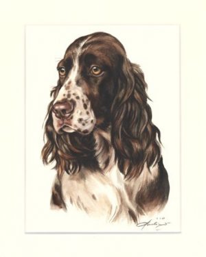 English Springer Spaniel 04