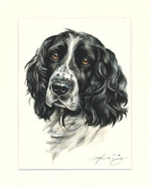 English Springer Spaniel 05