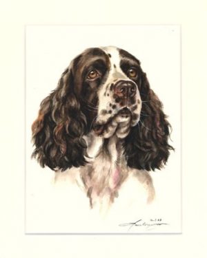 English Springer Spaniel 06