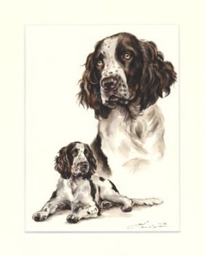 English Springer Spaniel 07