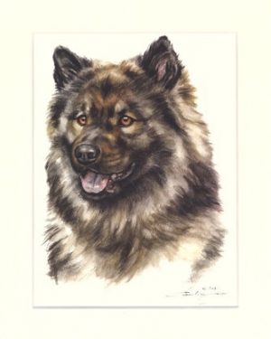 Eurasier 01