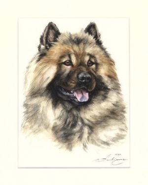 Eurasier 02
