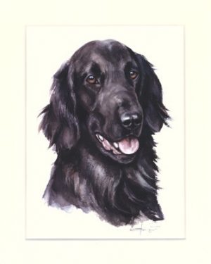 Flat Coated Retriever 01