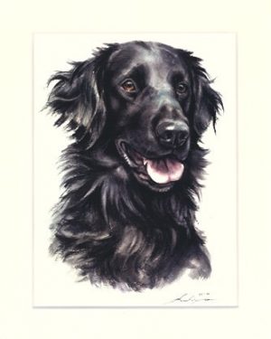 Flat Coated Retriever 02