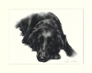 Flat Coated Retriever 03