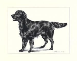 Flat Coated Retriever 04