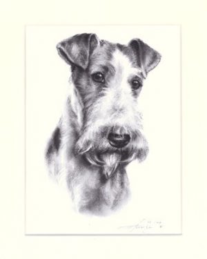 Fox Terrier 02
