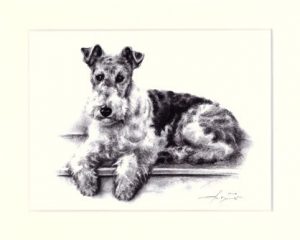 Fox Terrier 03