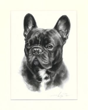 Französische Bulldogge 01