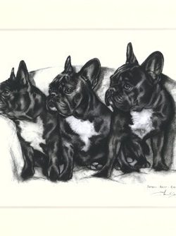 Französische Bulldogge 02