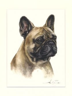 Französische Bulldogge 03