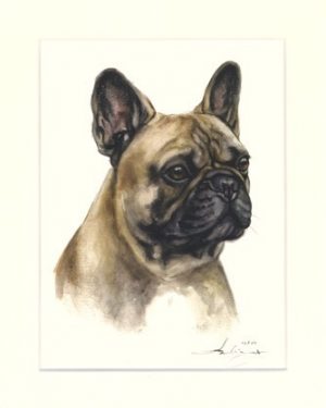 Französische Bulldogge 03