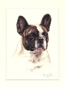 Französische Bulldogge 04