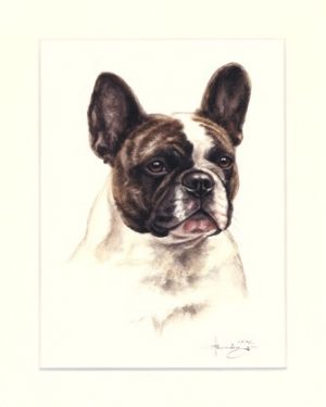 Französische Bulldogge 04