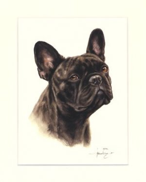 Französische Bulldogge 05