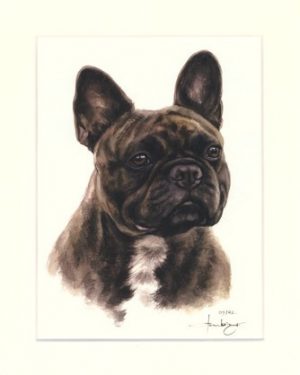 Französische Bulldogge 06