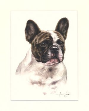 Französische Bulldogge 07