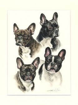 Französische Bulldogge 08