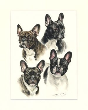 Französische Bulldogge 08