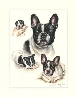 Französische Bulldogge 09
