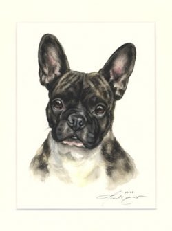 Französische Bulldogge 10