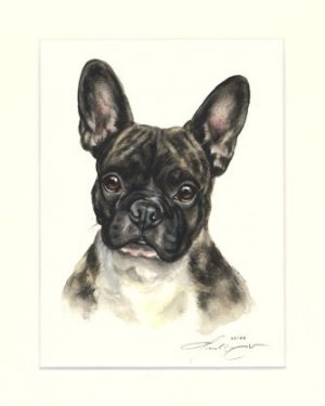 Französische Bulldogge 10