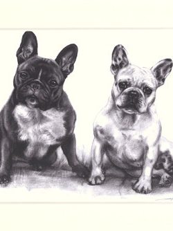Französische Bulldogge 11