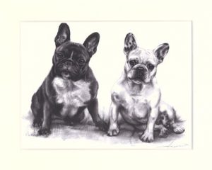 Französische Bulldogge 11