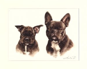 Französische Bulldogge 12