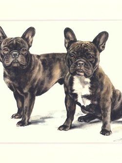 Französische Bulldogge 13