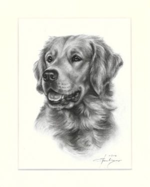 Golden Retriever 01