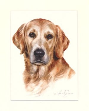 Golden Retriever 02