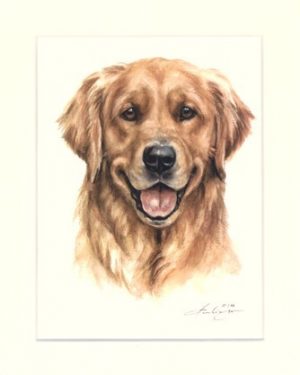 Golden Retriever 03