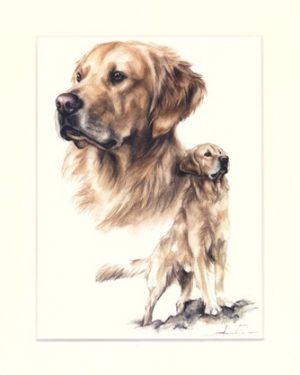 Golden Retriever 04