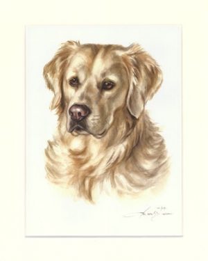Golden Retriever 05